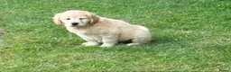 Golden Retriever dogs for sale: GOLDEN RETREIVER PUPPIES - Advert 2