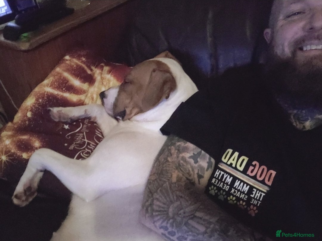 Staffordshire Bull Terrier dogs for sale: Two peas in a pod, staffys must go together  - Advert 7