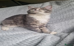 Maine Coon cats for sale: Adorable Maine Coon Kittens for Sale - Image 11