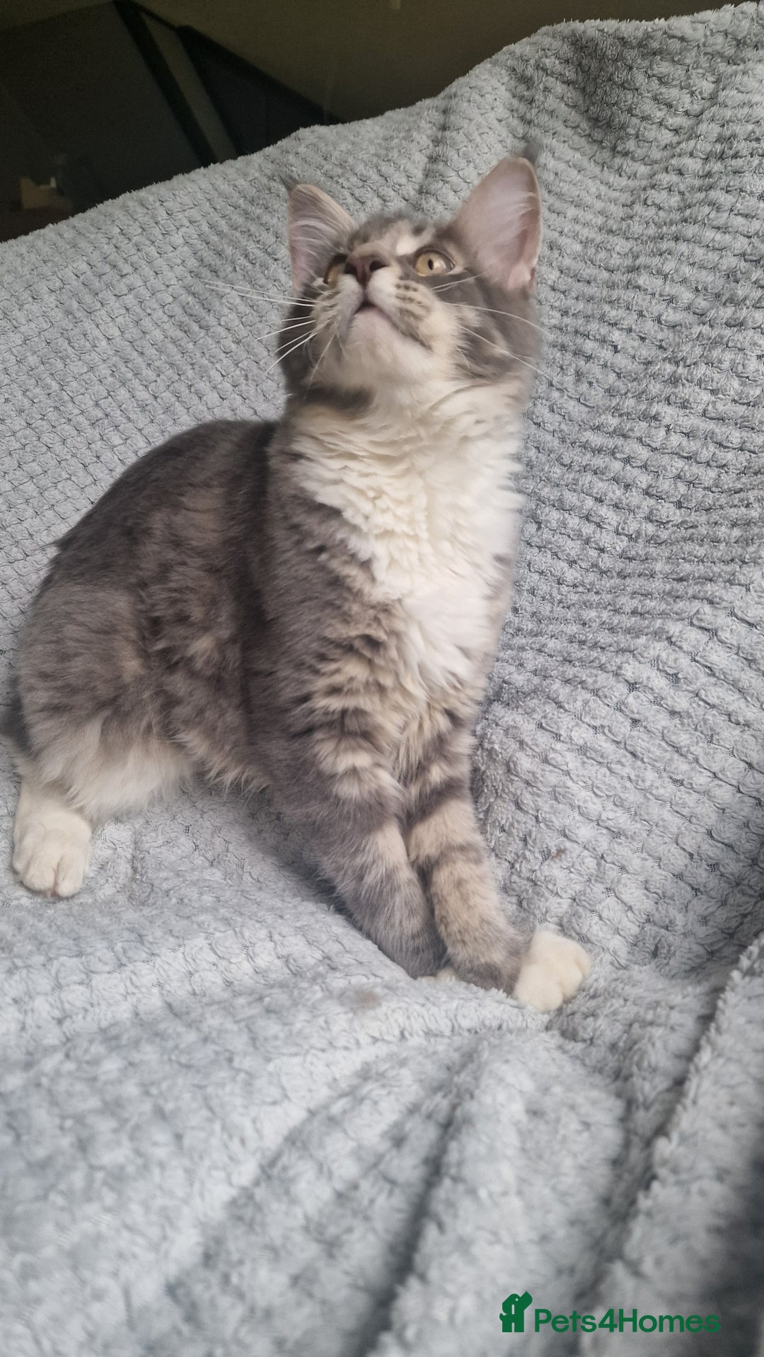 Maine Coon cats for sale: Adorable Maine Coon Kittens for Sale - Image 11