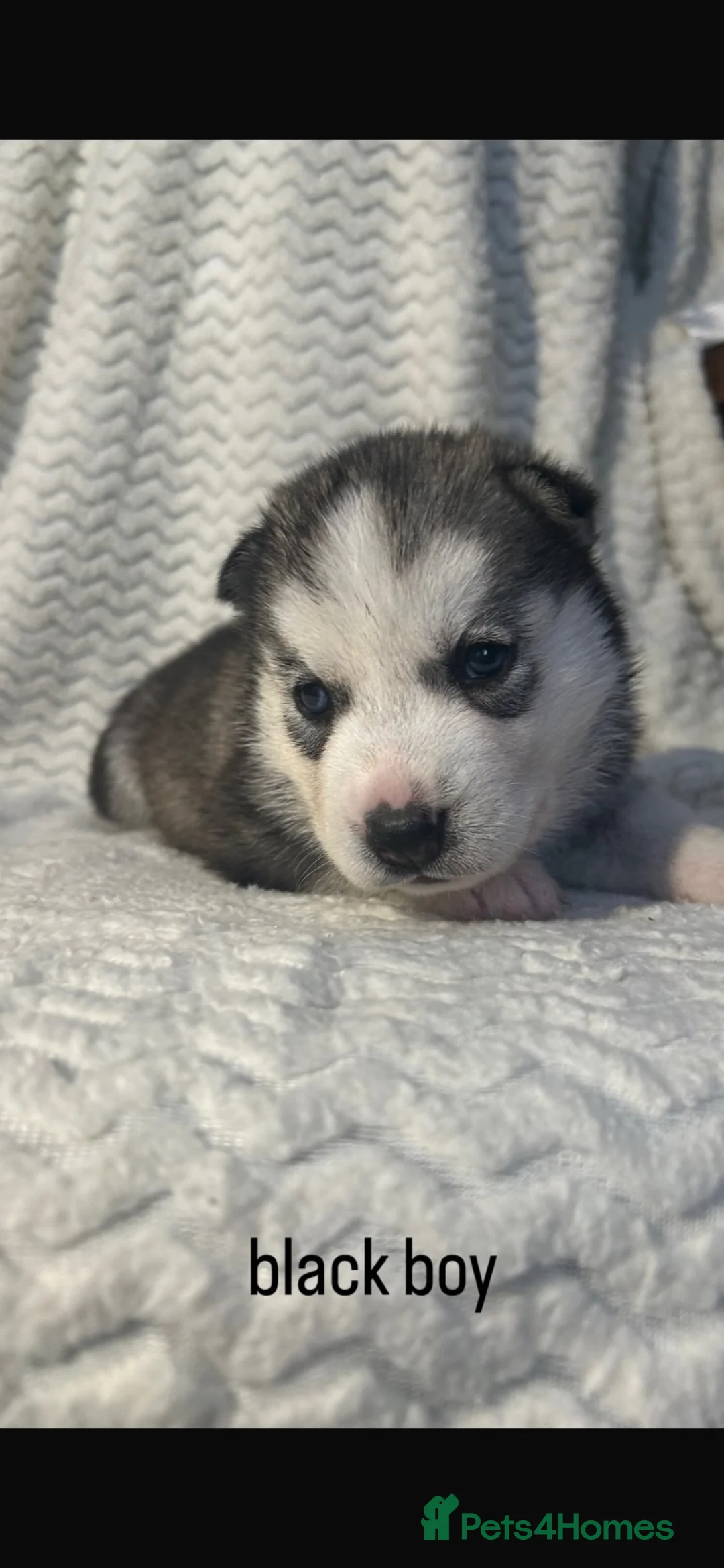 Siberian Husky dogs for sale: Stunning litter of Siberian husky puppies  - Advert 9