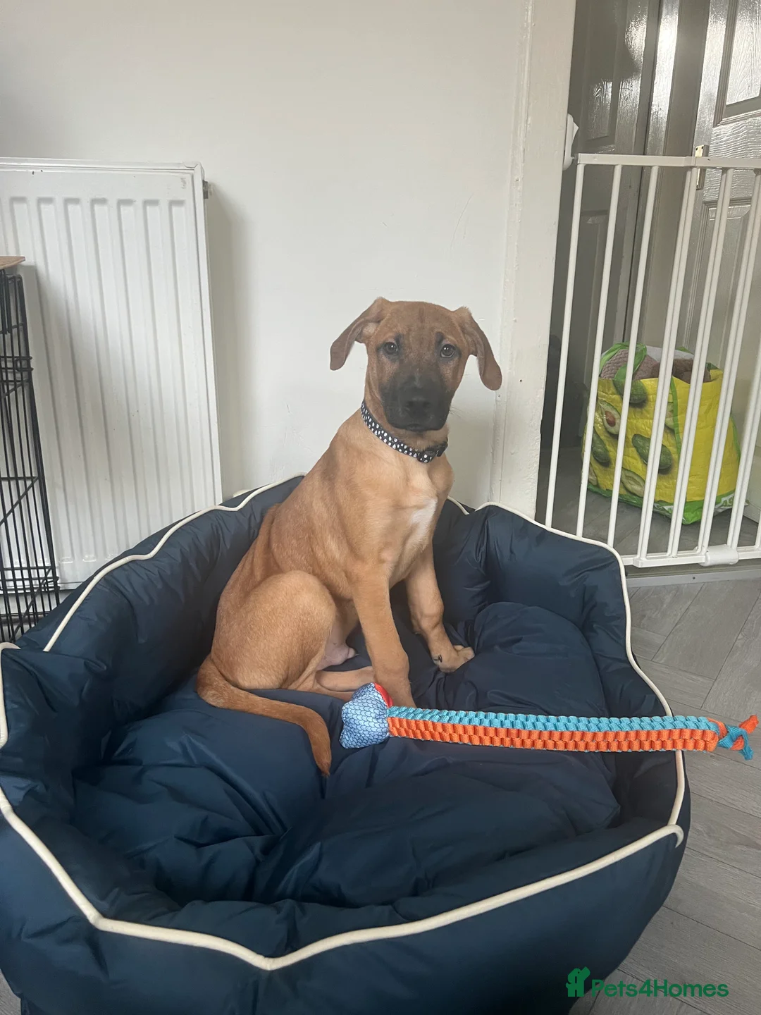 Mixed Breed dogs for sale: Puppy for sale  - Advert 5
