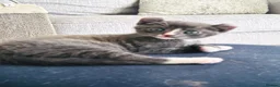 Mixed Breed cats for sale: Stunning Mixed Coloured Kittens!  - Advert 14