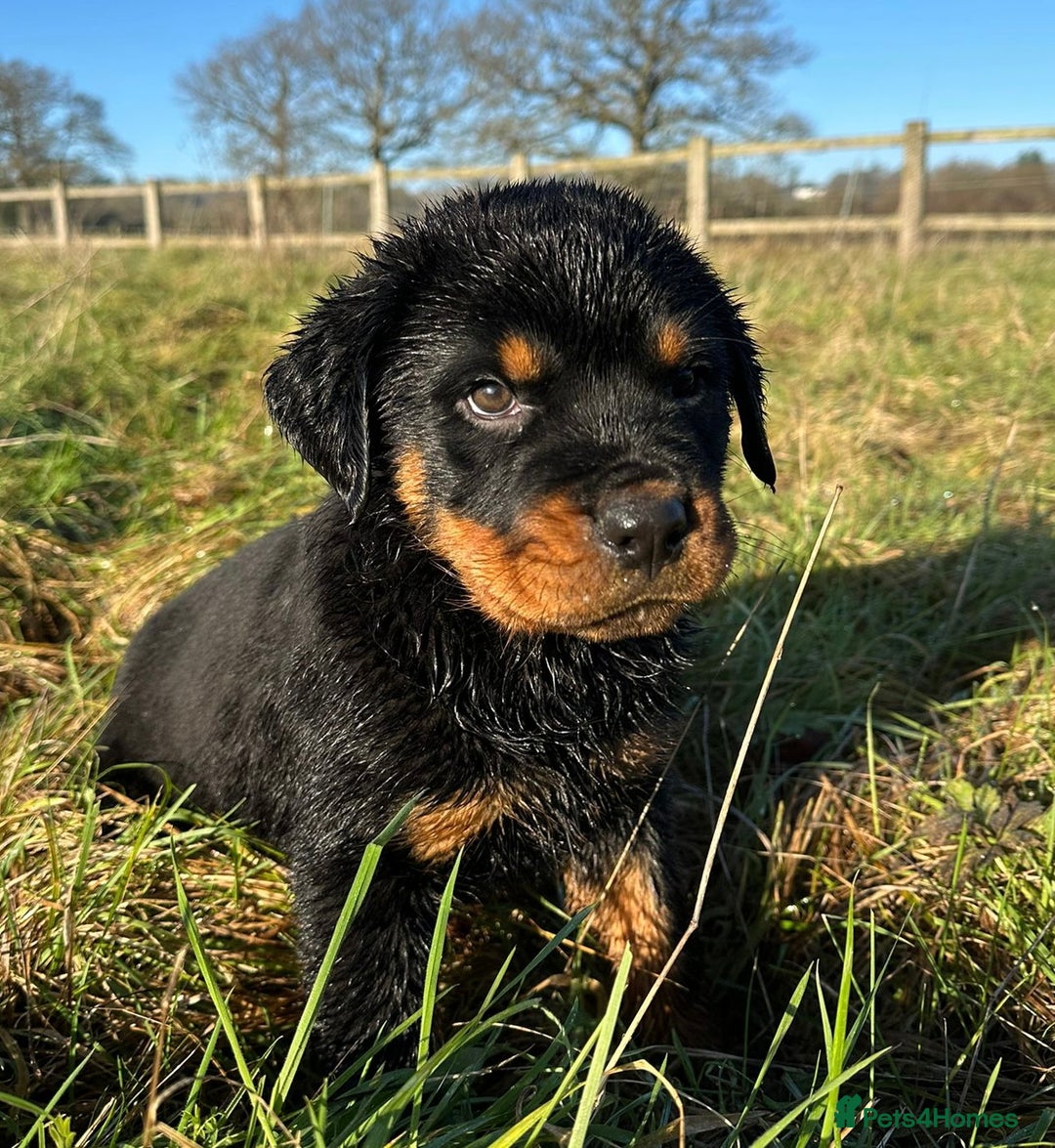 Rottweiler dogs for sale: Stunning chunky Rottweiler puppies - Advert 20