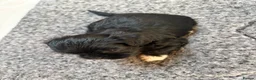 Mixed Breed dogs for sale: Cookie - Advert 3