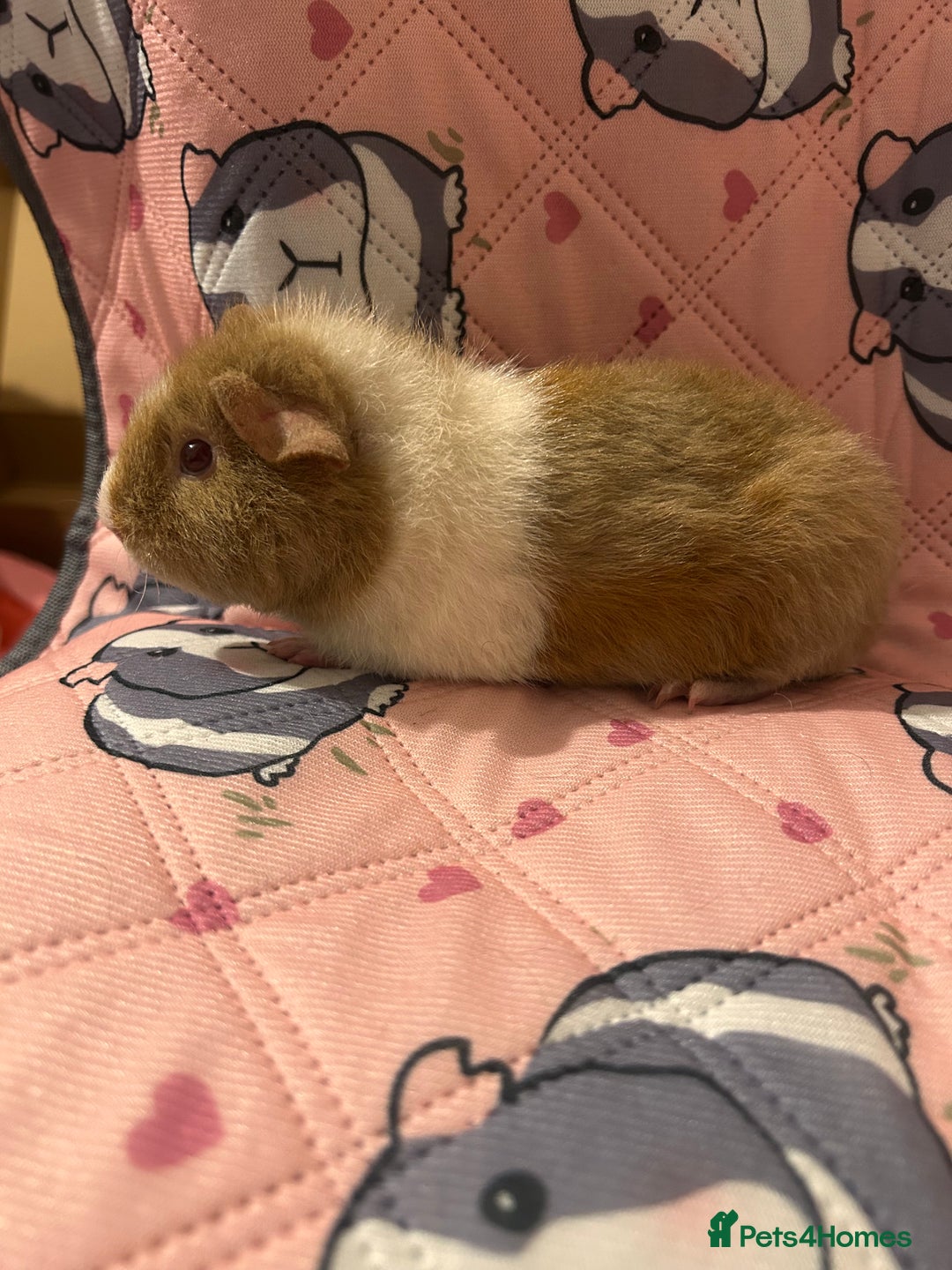 Guinea Pig rodents for sale: Lovely Teddy and Coronet baby guinea pigs  - Advert 10