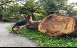 German Shepherd dogs for sale: Kc-registered German shepards puppies for sale - Image 22