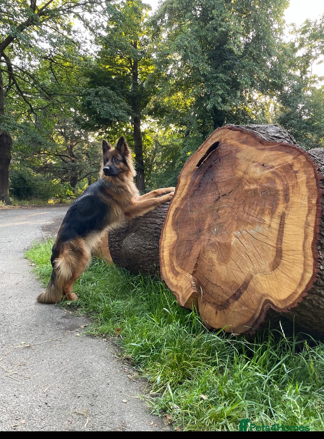 German Shepherd dogs for sale: Kc-registered German shepards puppies for sale - Image 22