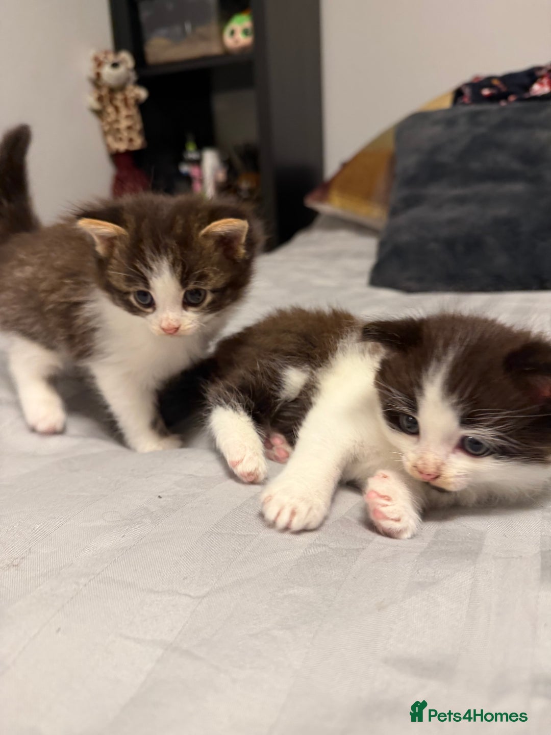 British Shorthair cats for sale: Adorable kittens  - Advert 1