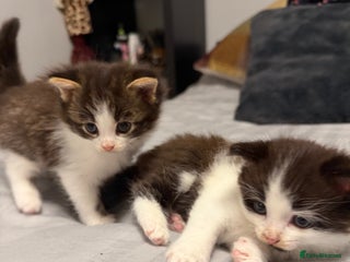 British Shorthair cats Adorable kittens - Advert 1