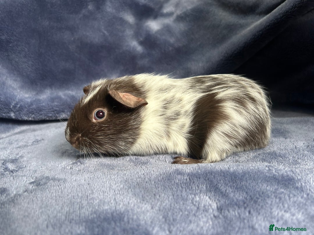 Guinea Pig rodents for sale: Dalmation baby Guinea pigs - Advert 18
