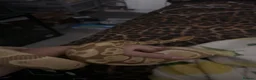 Python Snake reptiles for sale: male ball python - Advert 4