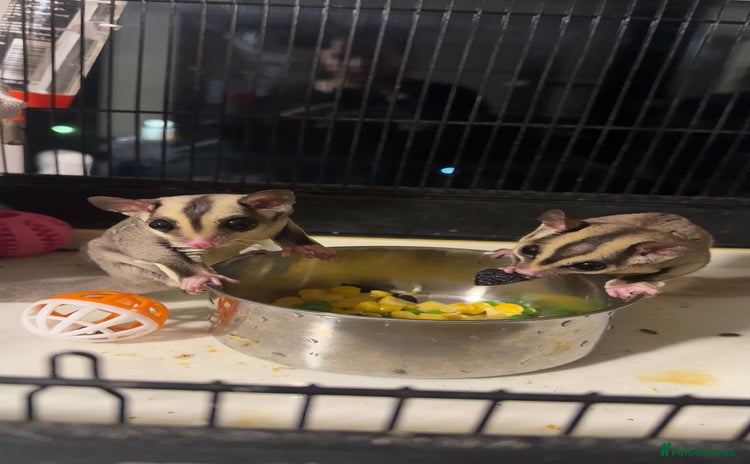 Sugar Glider rodents - Advert 1