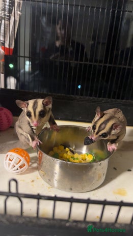 Sugar Glider rodents - Advert 16