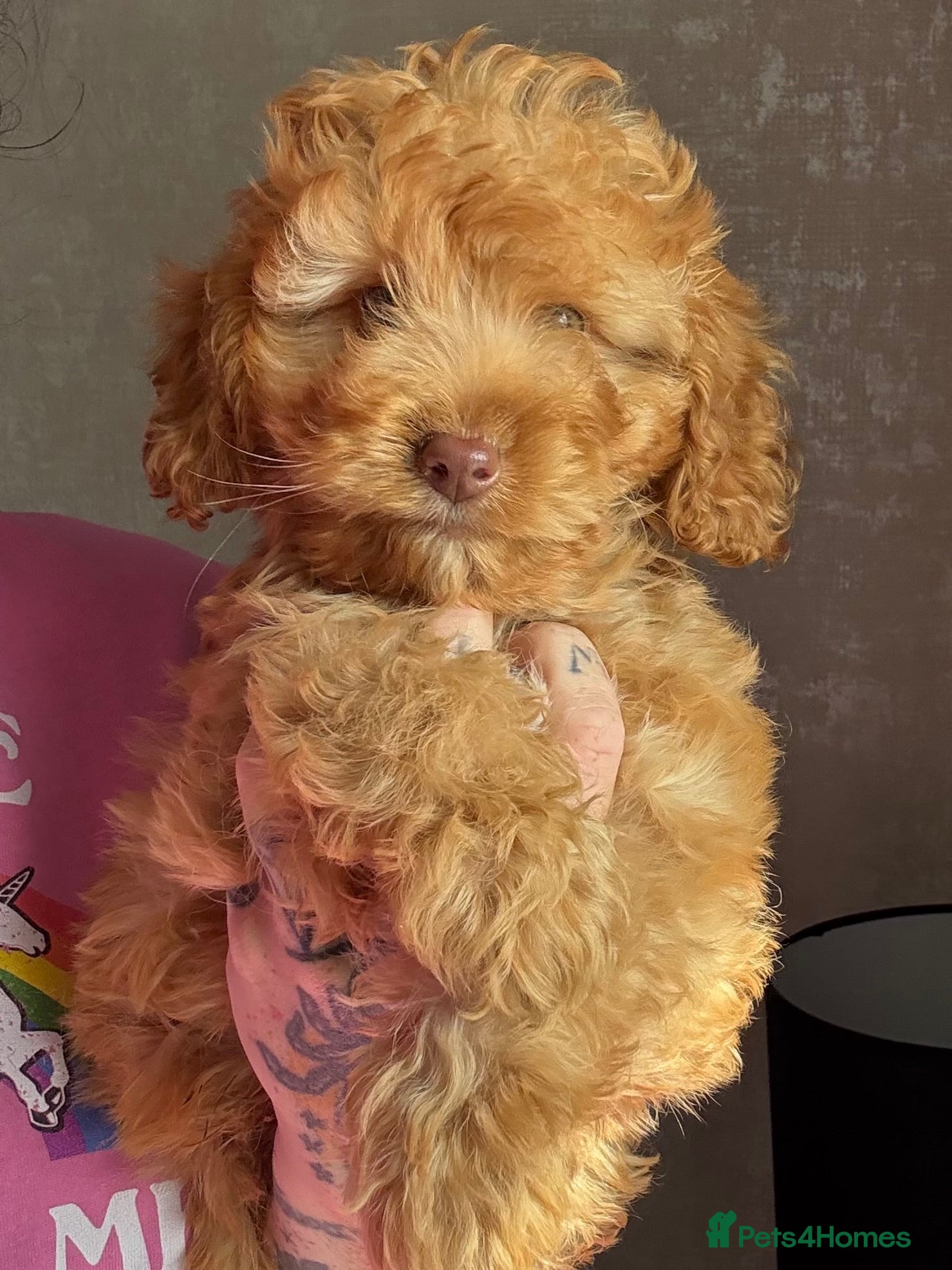 Cockapoo dogs Gorgeous f1b cockapoo boys  - Advert 16