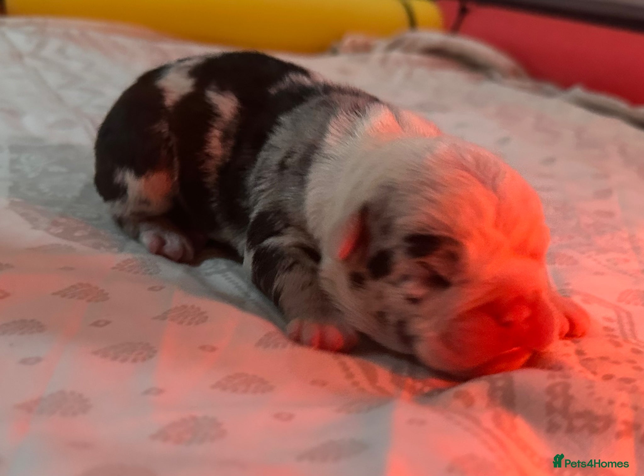English Bulldog dogs for sale: 🐾 EXCEPTIONAL OLDE ENGLISH BULLDOG PUPPIES 🐾 - Advert 8