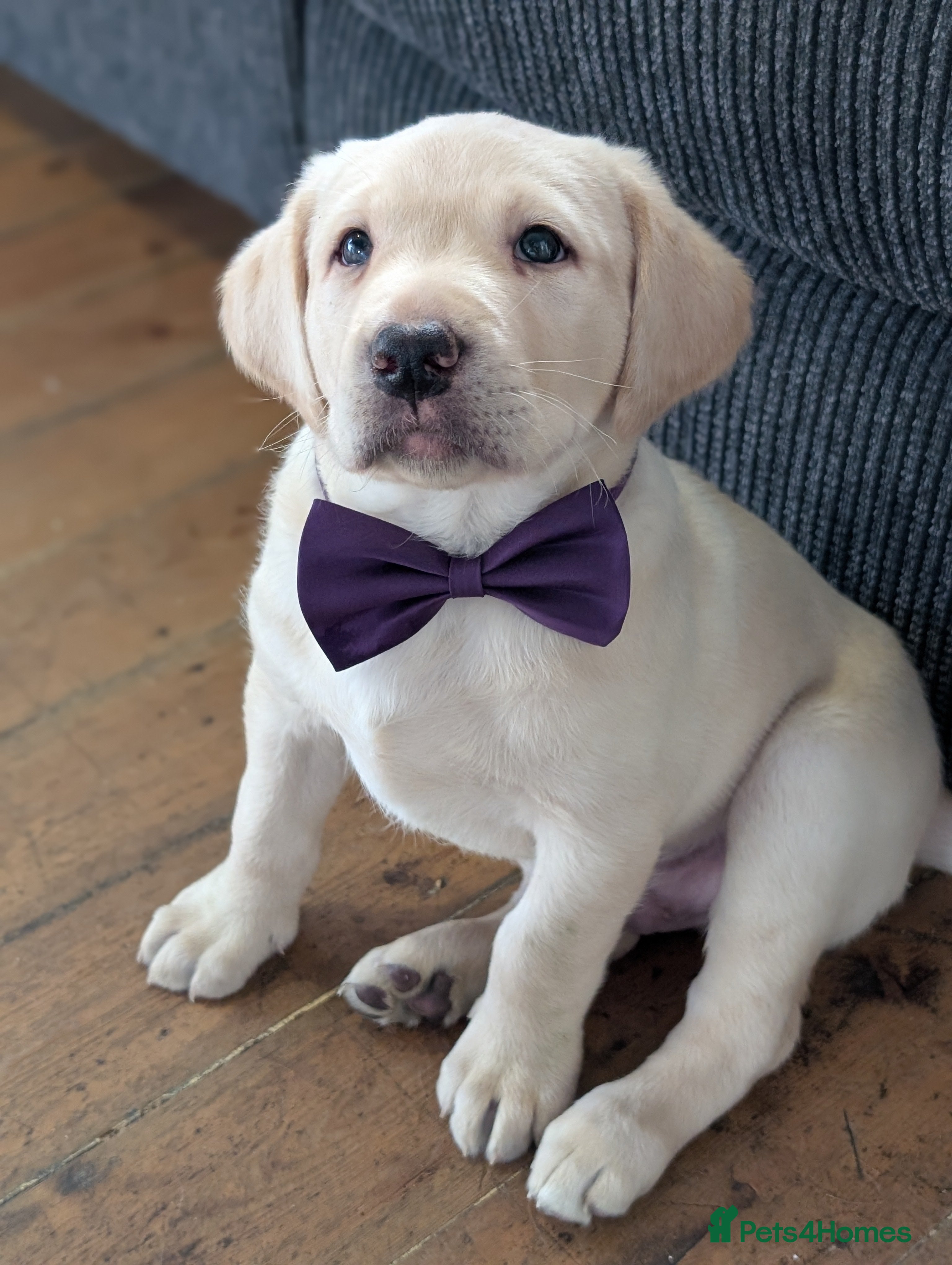 Labrador Retriever dogs Gorgeous Labrador puppies from good working lines  - Advert 1