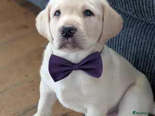 Labrador Retriever dogs Gorgeous Labrador puppies from good working lines - Advert 1