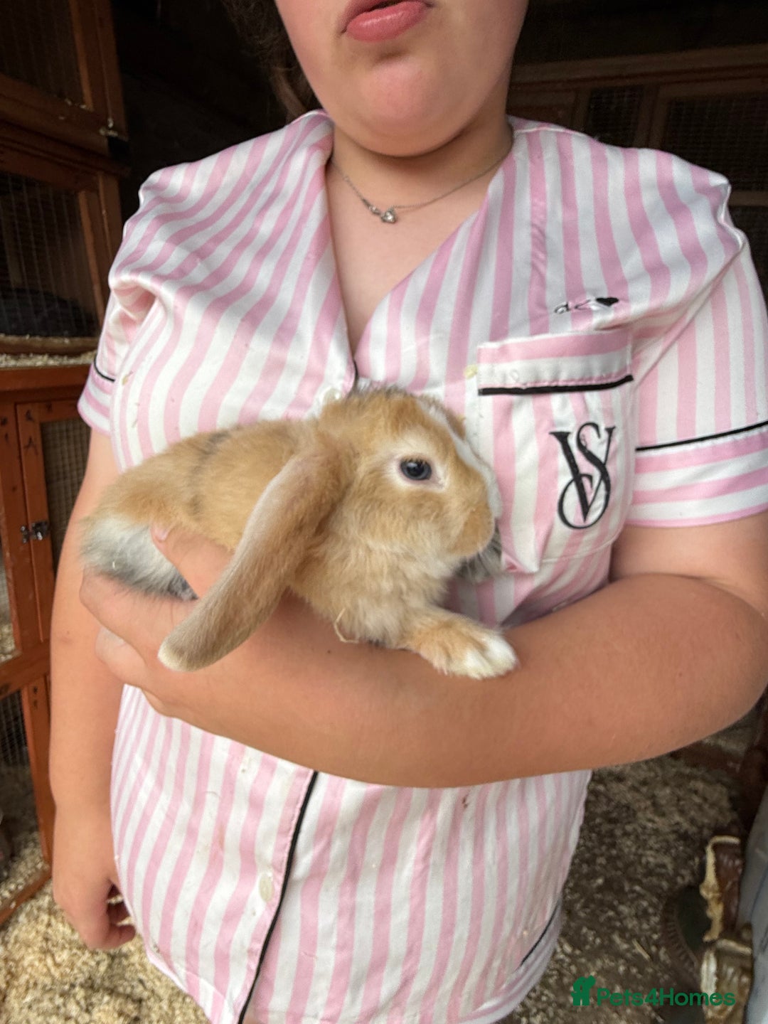 Mini Lop rabbits for sale: 1 beautiful mini lops for sale  - Image 23