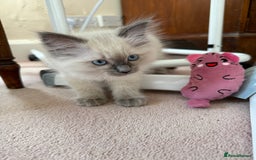 Ragdoll cats for sale: Ragdoll kittens in Birchington - Image 12