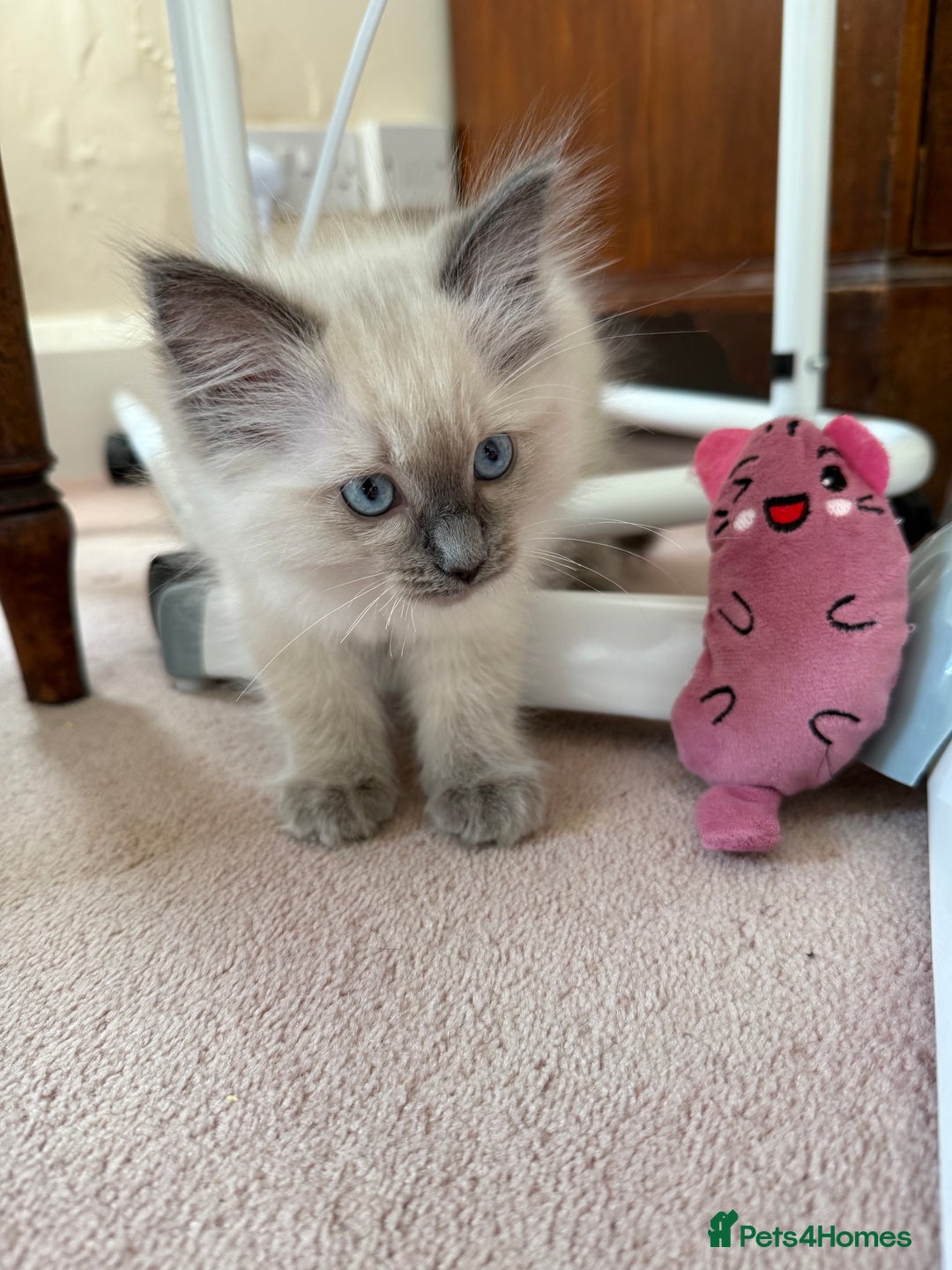 Ragdoll cats for sale: Ragdoll kittens in Birchington - Image 12