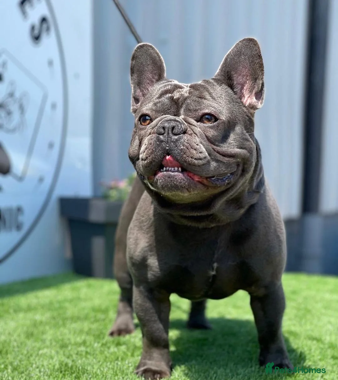 French Bulldog dogs for stud: Blue french bulldog stud boy package deal in Basildon - Advert 3