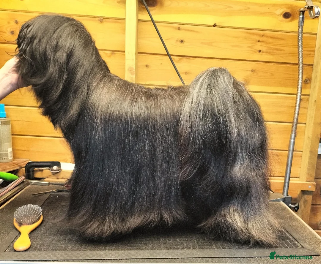Tibetan Terrier dogs for sale: Tibetan Terrier Puppies in Morpeth - Advert 1