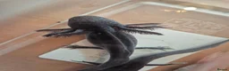 Axolotl reptiles for sale: Various axolotl juveniles available - Advert 2