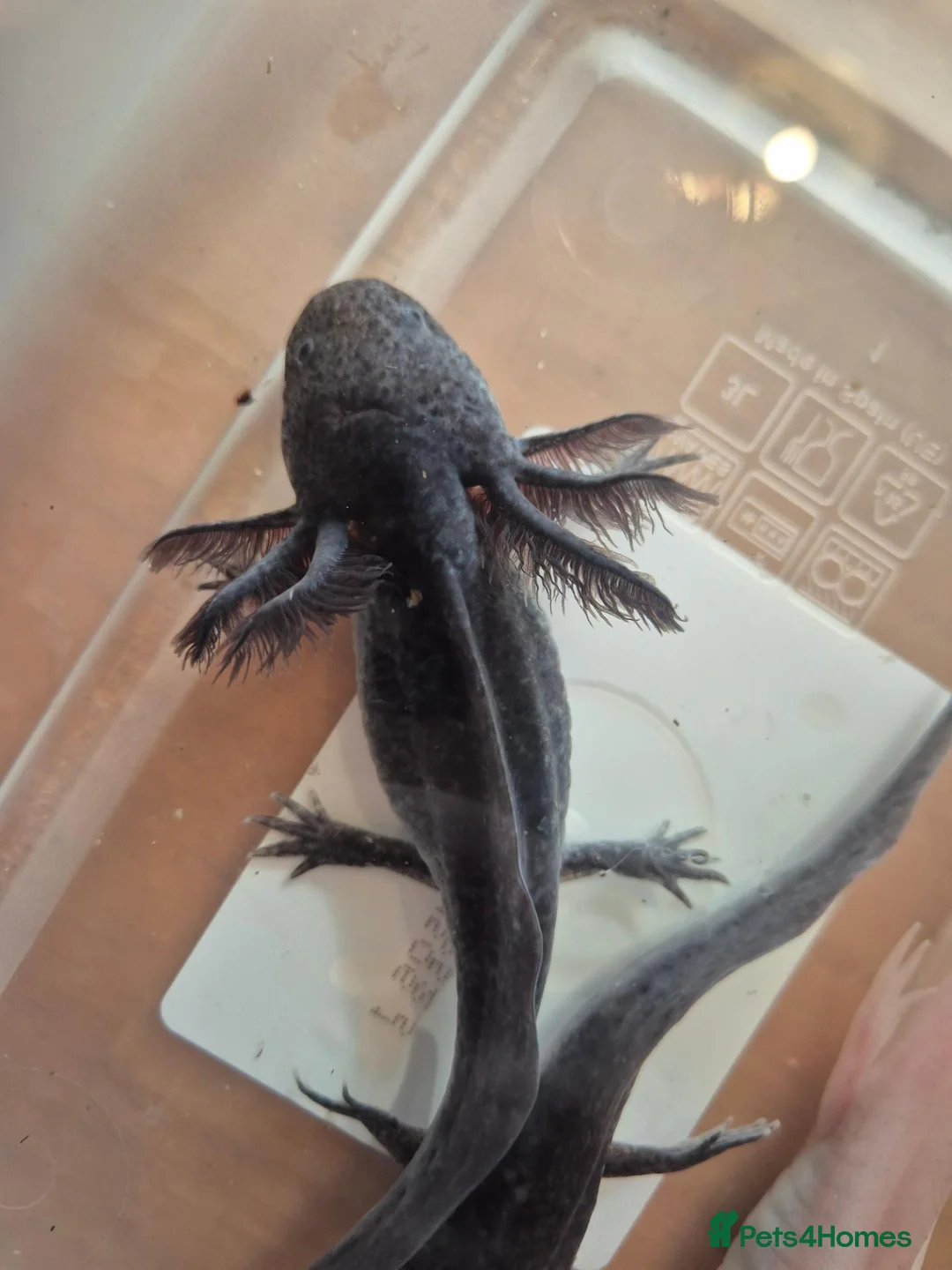 Axolotl reptiles for sale: Various axolotl juveniles available - Advert 2