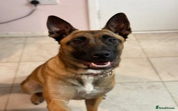Belgian Shepherd Dog dogs for sale: Belgian Malinois in Leeds - Image 5