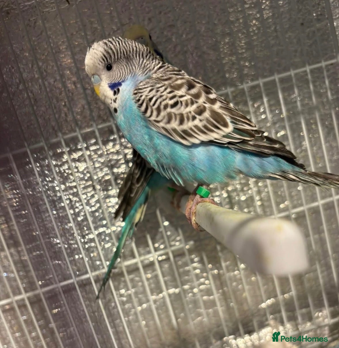 Budgerigars birds for sale: Baby budgies  - Advert 1