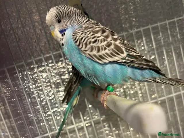 Budgerigars birds for sale: Baby budgies - Advert 1