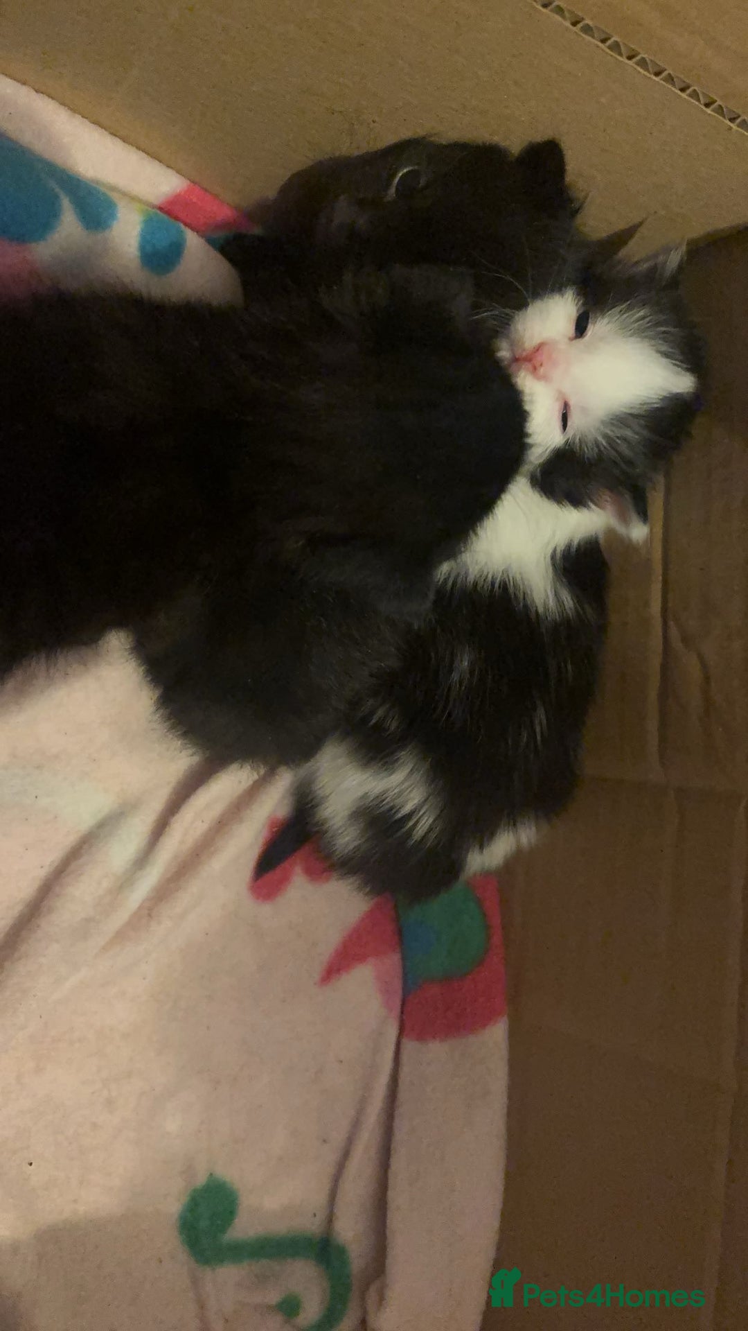 British Shorthair cats for sale: Kittens  - Advert 6