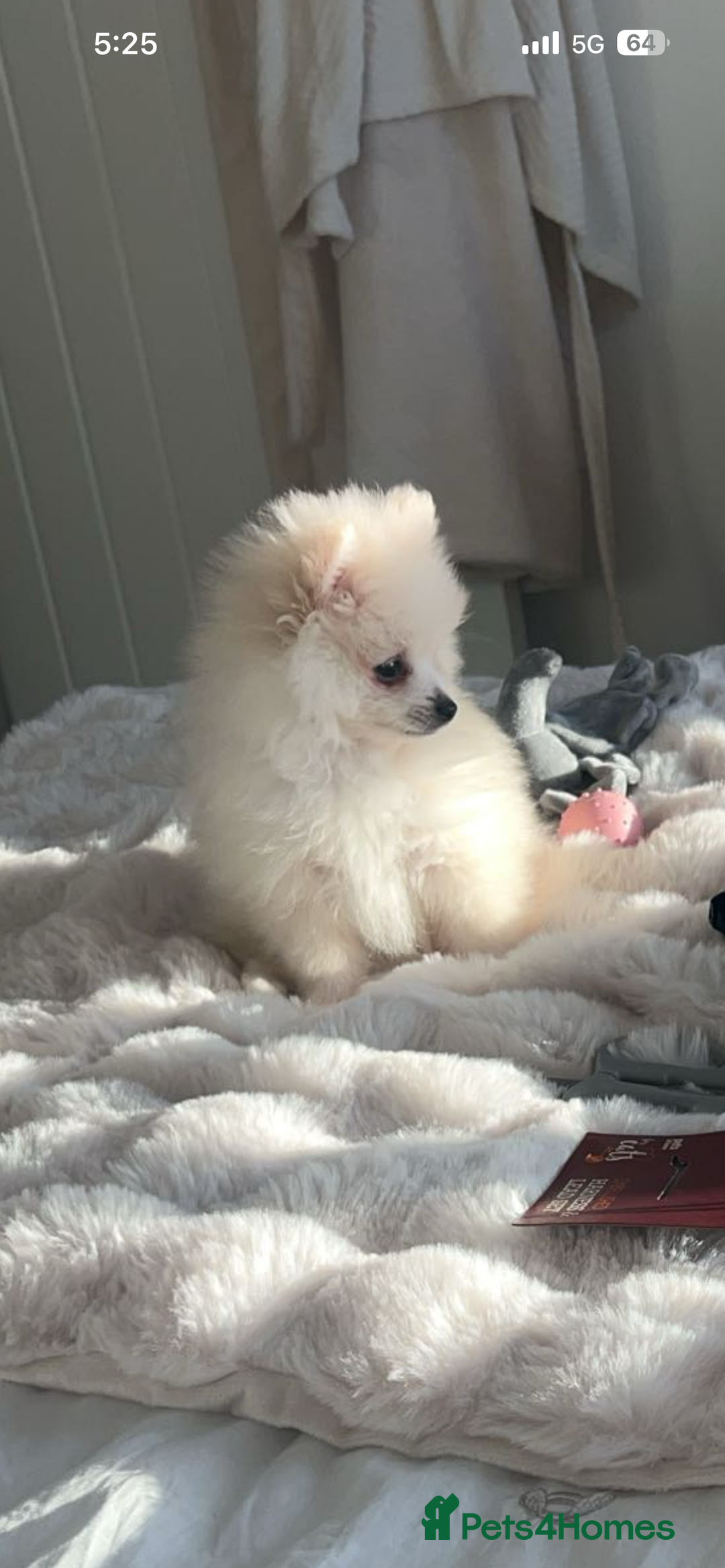 Pomeranian dogs for sale: Little Pomeranian boy puppy - Advert 1