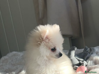 Pomeranian dogs Little Pomeranian boy puppy - Advert 3