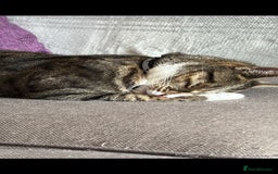 British Shorthair cats for sale: Milo  - Image 7