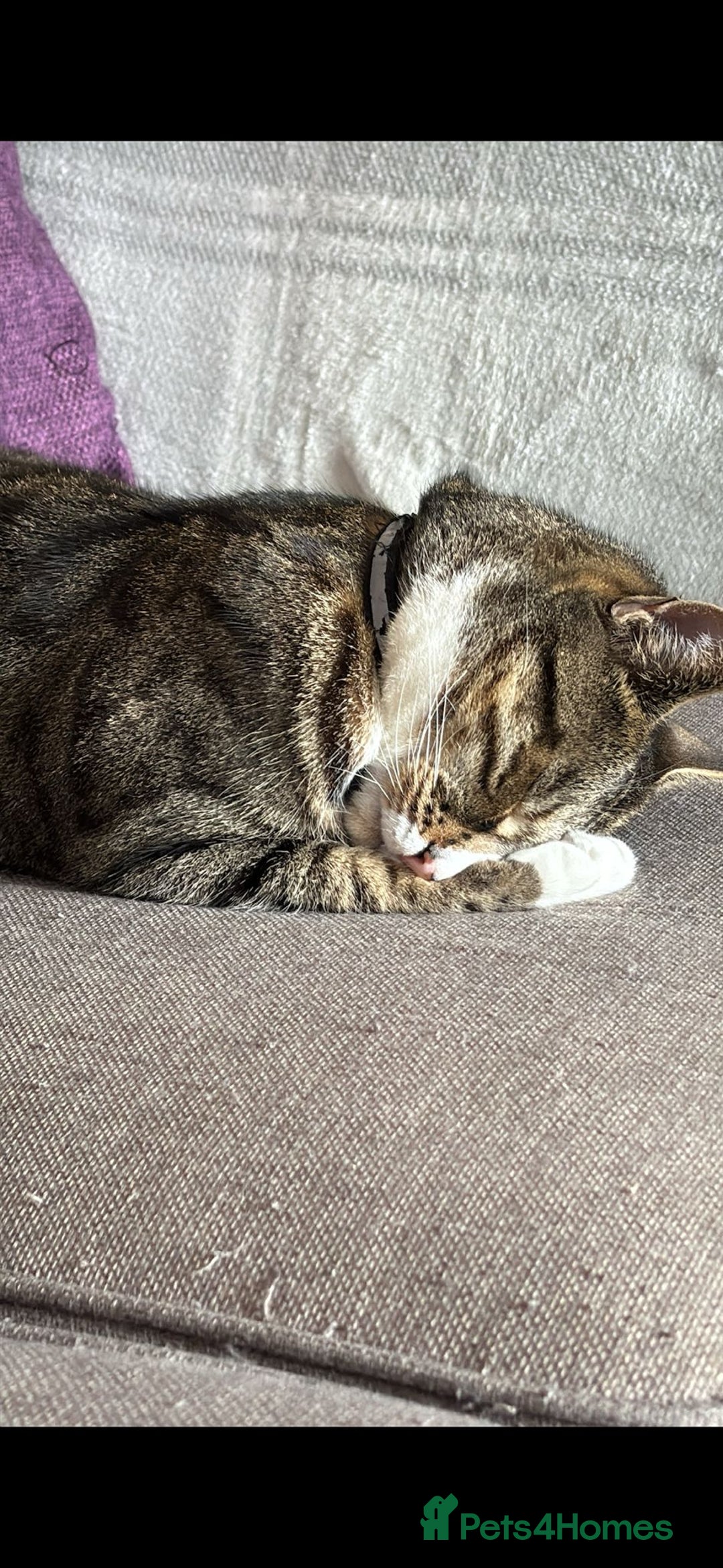 British Shorthair cats for sale: Milo  - Image 7