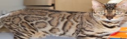 Bengal cats for sale: Exceptional Seal Sepia Bengal Queen  - Advert 16