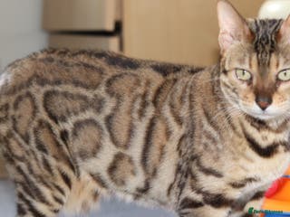 Bengal cats Exceptional Seal Sepia Bengal Queen - Advert 6