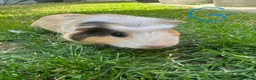 Guinea Pig rodents for sale: Female and male Guinea Pigs For Sale - Advert 4