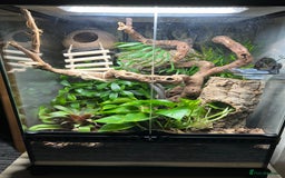 Gecko reptiles for sale: Crested Gecko 'Frankie' looking for 5* home - Image 9