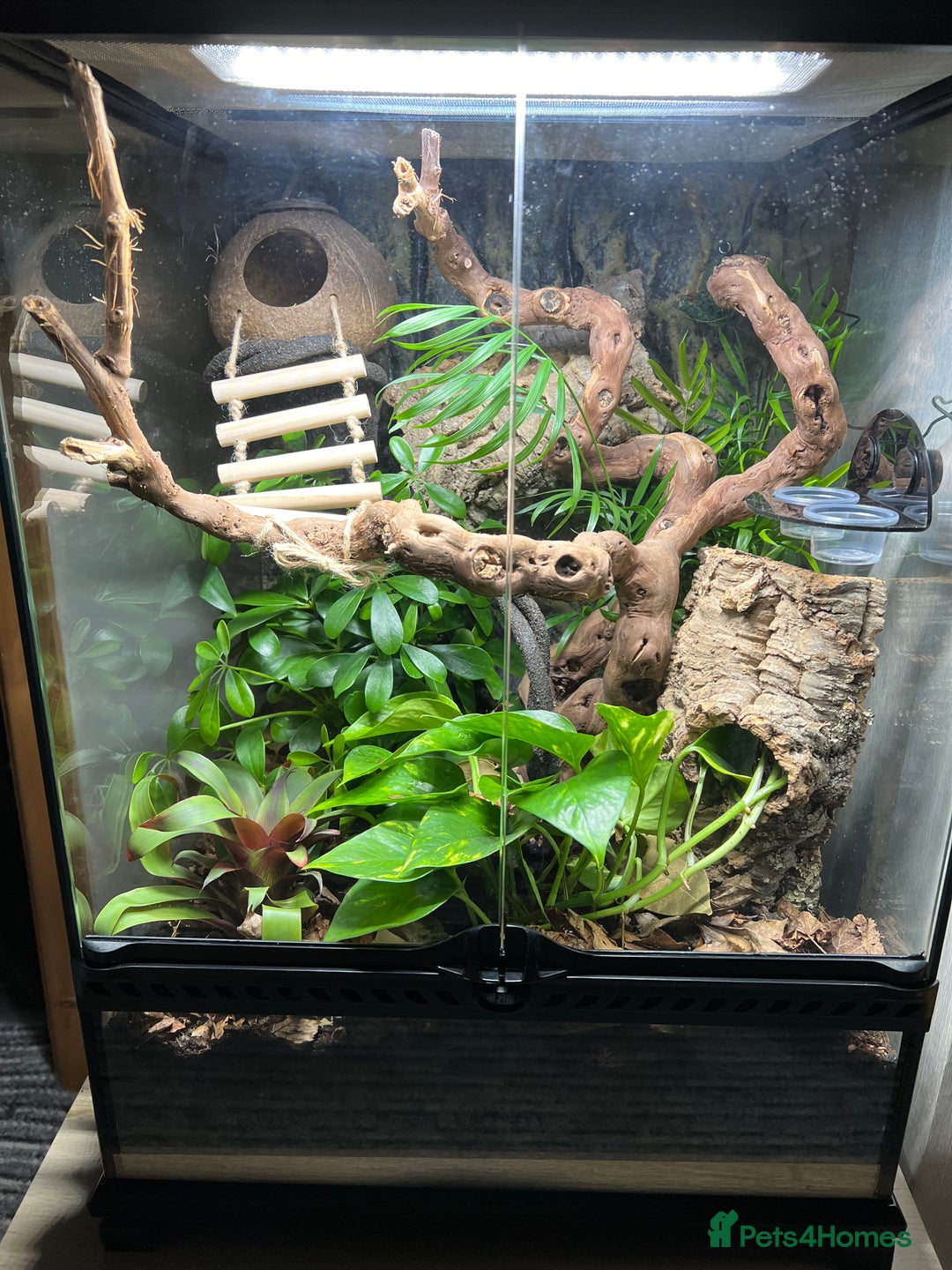 Gecko reptiles for sale: Crested Gecko 'Frankie' looking for 5* home - Image 9