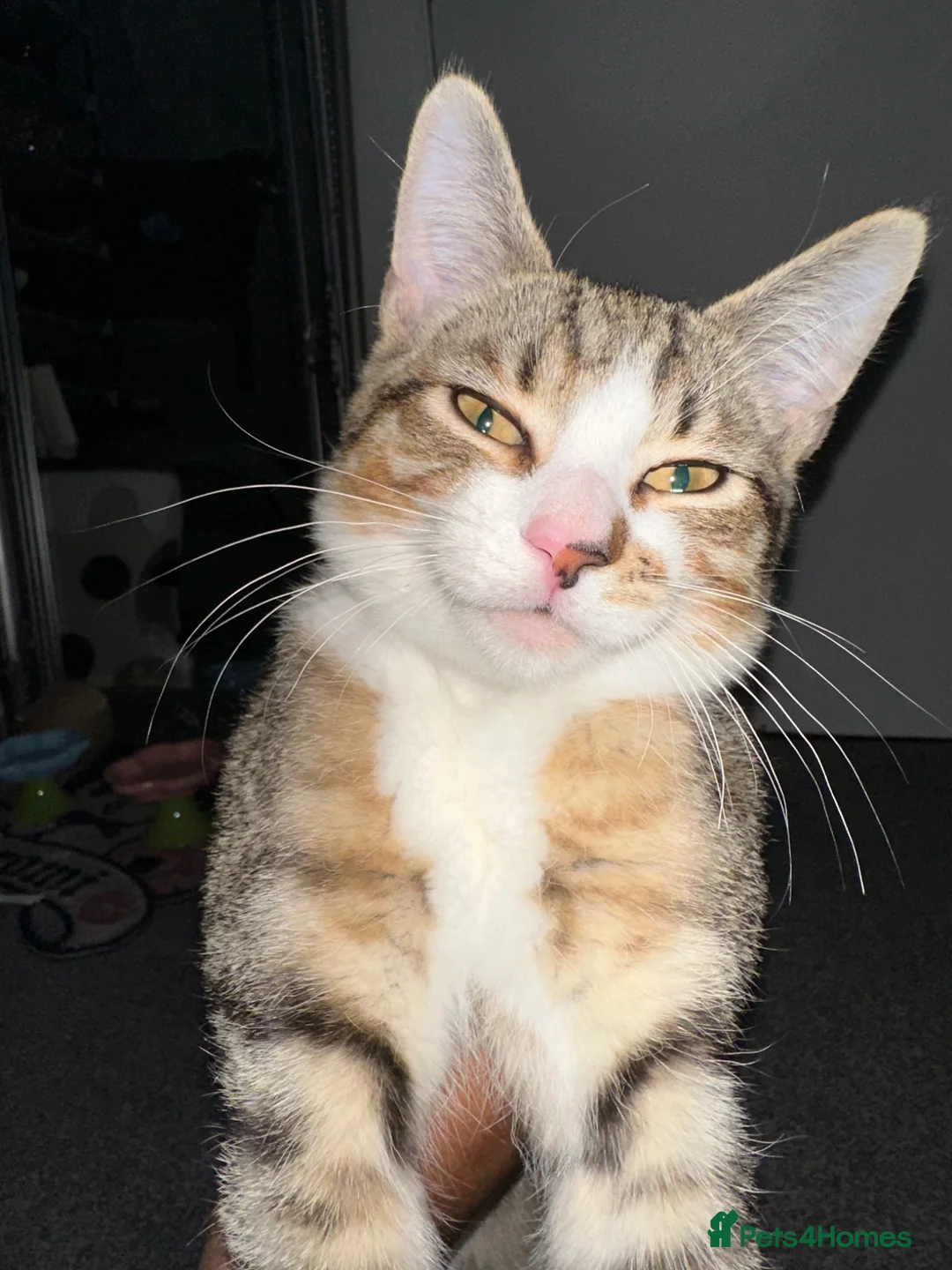 Mixed Breed cats for sale: Milos rehome in Leeds - Advert 2