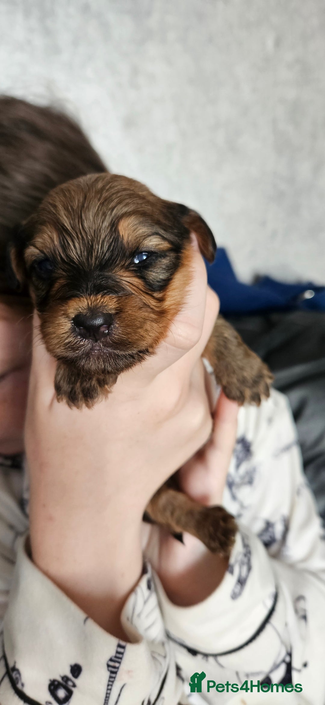 Mixed Breed dogs for sale: Toy Yorkipoo  - Image 7