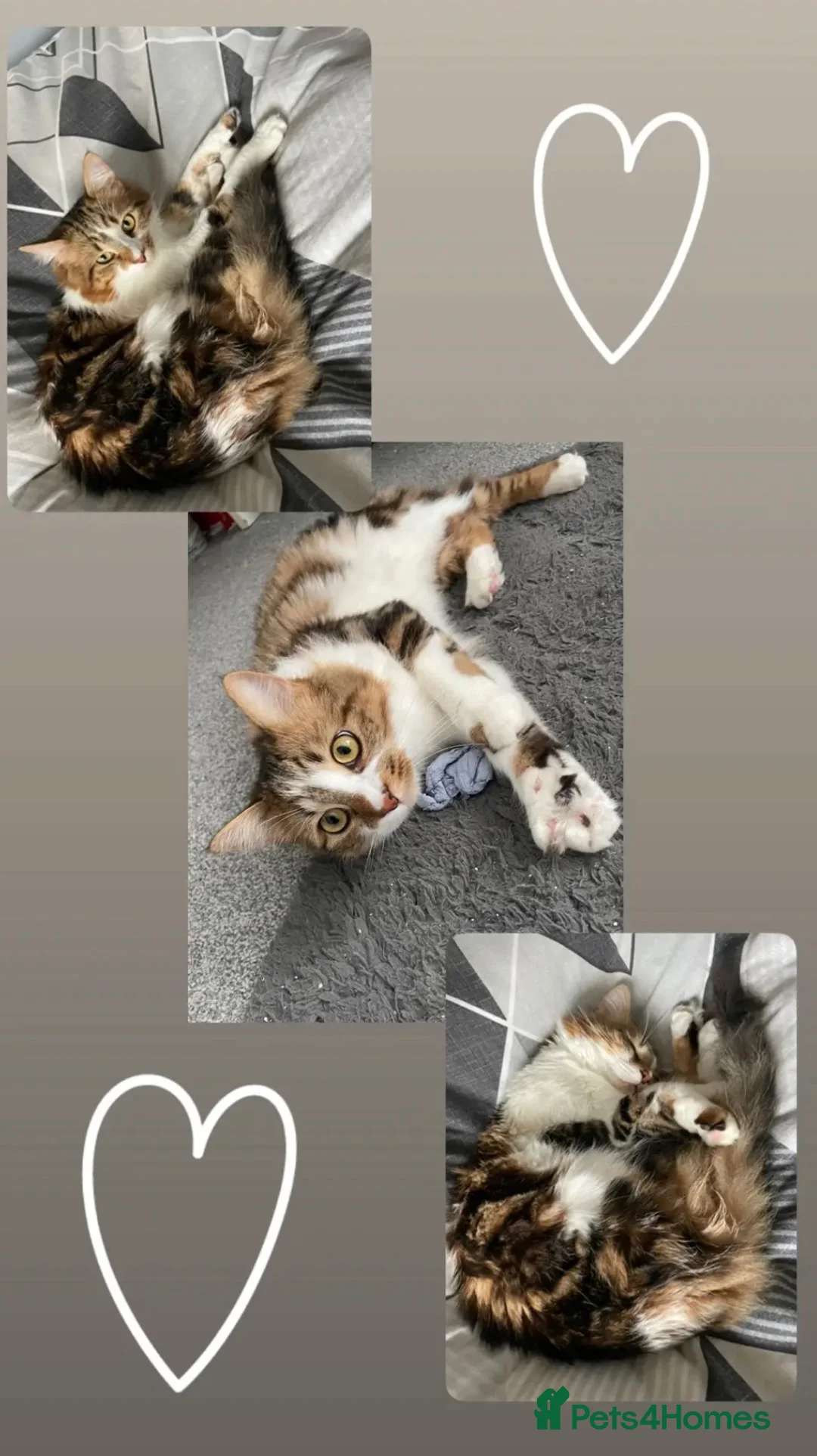 British Shorthair cats for sale: beautiful boy in Hemel Hempstead - Advert 2