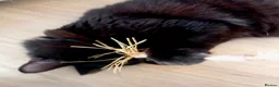 Domestic Shorthair cats for adoption: Meet Owen & Michael available for Adoption ❤️ - Advert 2