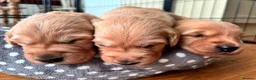 Golden Retriever dogs for sale: Golden Retriever Pup's for sale. - Advert 19