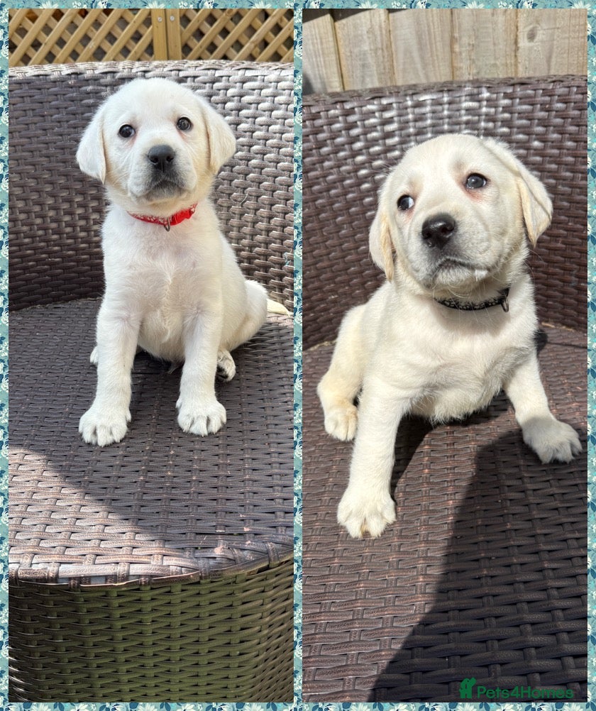 Labrador Retriever dogs White/Cream Labrador Retriever Puppies available  - Advert 1