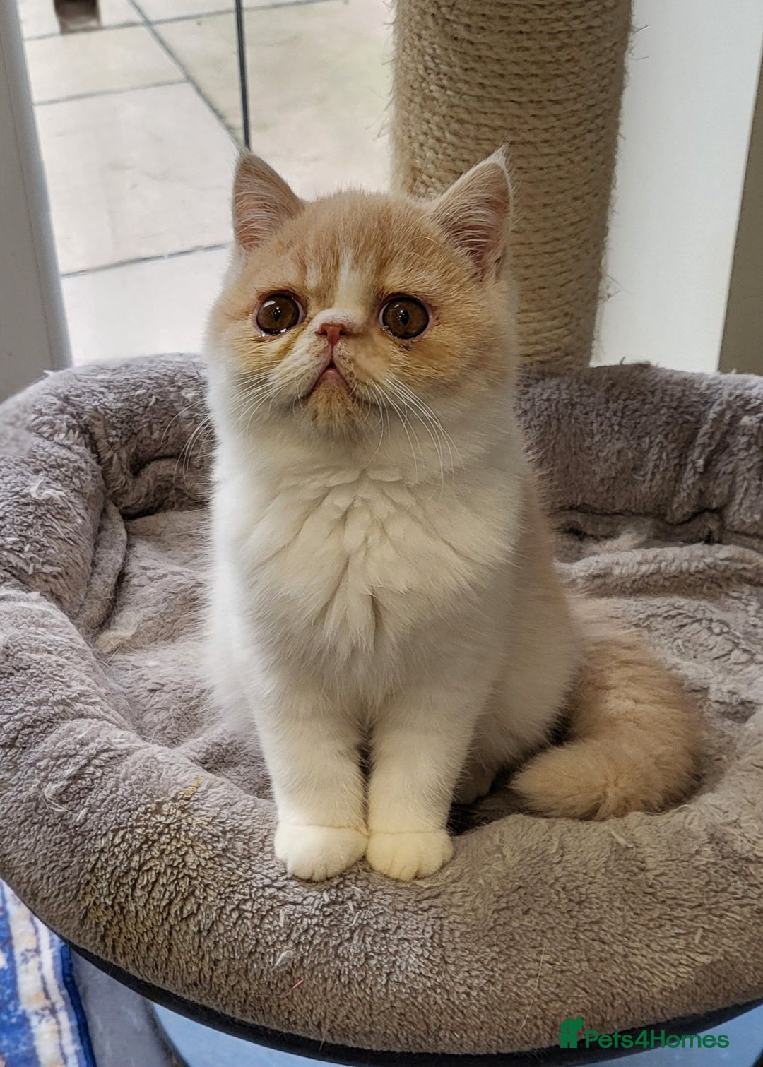 Exotic cats for sale: Hugo  - Advert 11