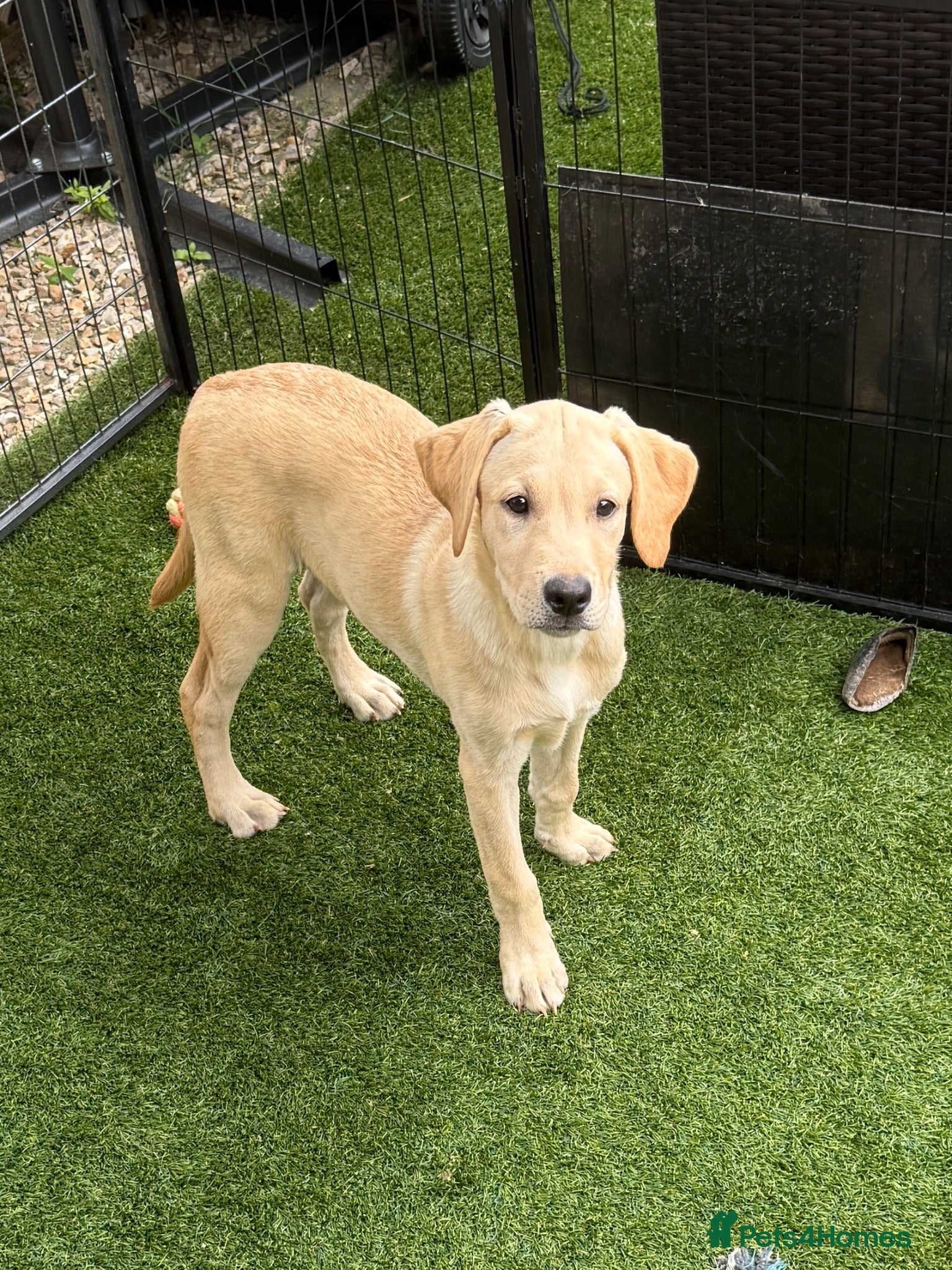 Labrador Retriever dogs Black & White/Cream Labrador Puppies Females  - Advert 2